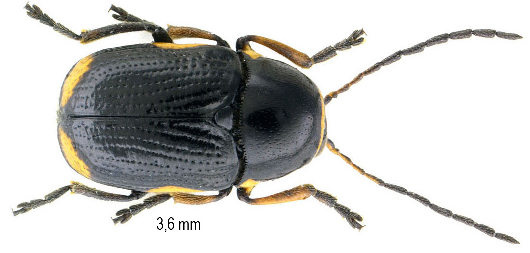 Cryptocephalus moraei (Linnaeus, 1758)